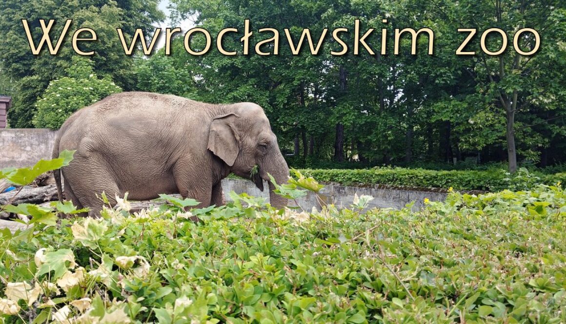 Wewroclawskimzoo