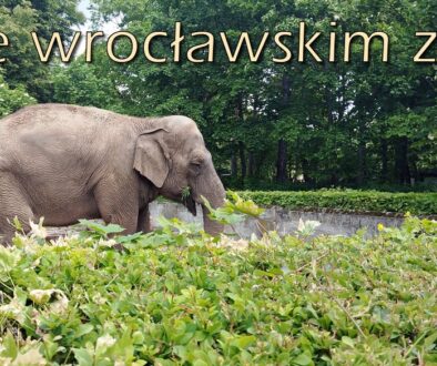 Wewroclawskimzoo